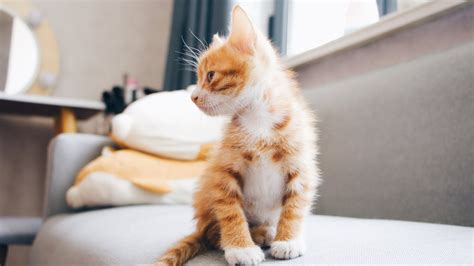 Preparing For Your Cat Or Kitten — Cat Kids Rescue Cat And Kitten