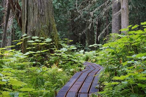 Ancient Forest Provincial Park British Columbia Canada Hiking