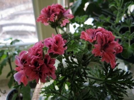 They want to be able to talk among themselves—even if that means (10) _. Scented Geraniums (Pelargoniums) By Paula Szilard What ...