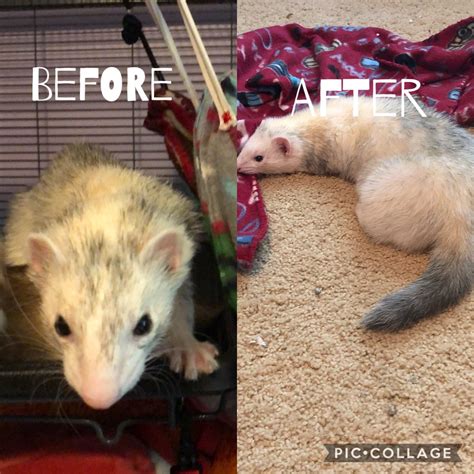 This is Zues before and after. He was rescued from a neglectful