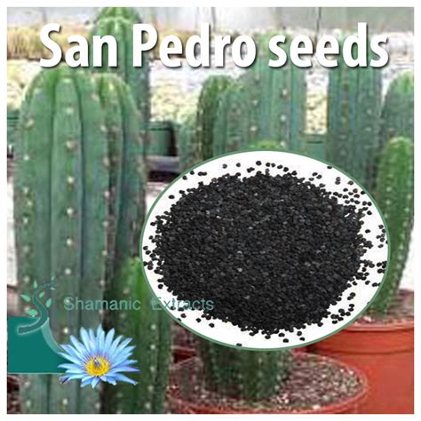 But during normal days, you want to keep your plant under warm temperatures, preferably above 50°. San Pedro seeds