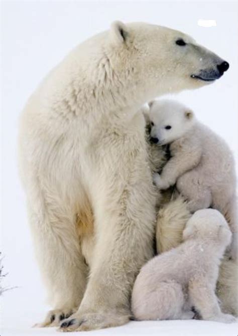 Polar Bears Could Face Extinction Faster Than Thought Managers Office