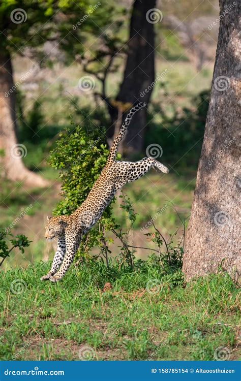 Lone Leopard Jump Down From A Big Tree To Hunt For Prey Stock Photo