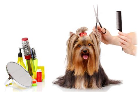 As such, you should show appreciation by giving them a tip. How Often Should You Groom Your Pet?