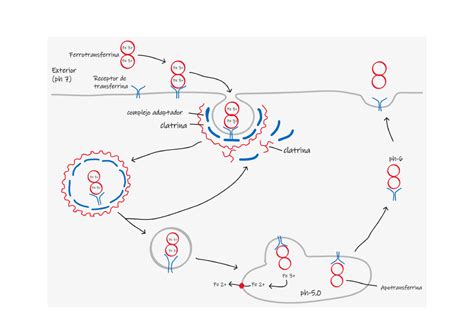 Tarea Pb Transferrina Se Une A Fe Se Une A Su Receptor De Transferrina Ocurre Una