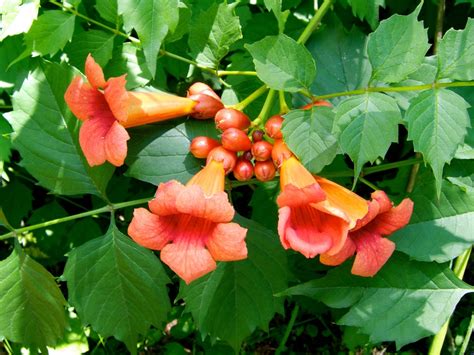 American Trumpet Vine Wildflowers Of Thousand Hills State Park