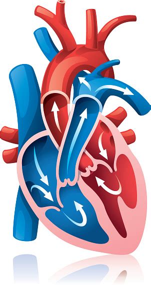 Human Heart Clip Art Vector Images And Illustrations Istock