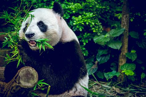 El Panda Gigante Se Aleja De La Extinción Pero Aún Es Vulnerable