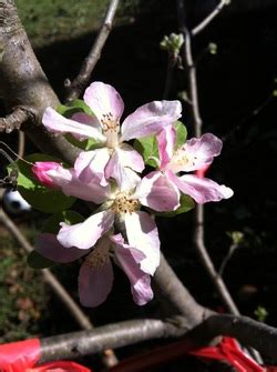 Check out the video above to learn more about ten types of fruit trees that can thrive in the houston area. Pruning and Grafting Apples - The Bell House - Growing ...