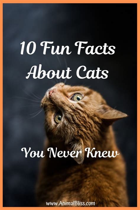 45 Top Photos Interesting Facts About Cats You Didn T Know 10 Fun