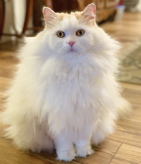 18 Extremely Fluffy Cats For Your Enjoyment Cuteness