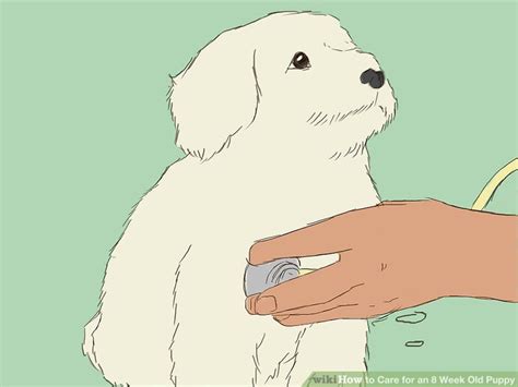 Puppies usually are vaccinated at two, three, and four months of age. How to Care for an 8 Week Old Puppy (with Pictures) - wikiHow