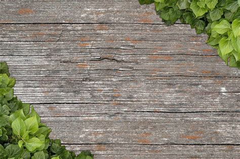Wood Texture Background Ivy Stock Photo Image Of Plant Material