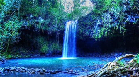 Tropical Water Tropical Forest Hawaii Isle Of Maui Maui Palm Trees