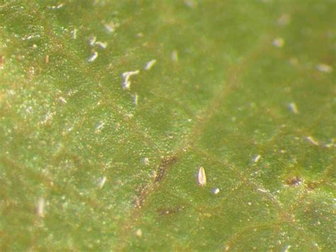 How do you kill spider mites on plants? Fall and Winter Control of Pests and Disease in the ...