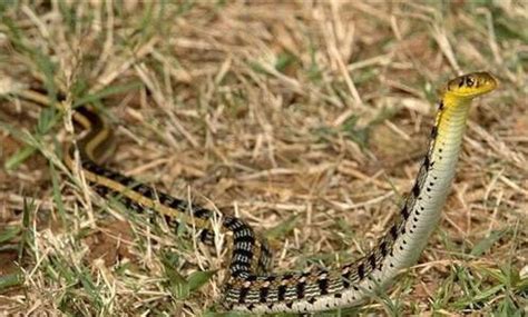 一条线 三条鱼 一条大河 一条大街 一条肥皂 一条香烟 一条妙计 两条建议 三条新闻 四条办法 一条好汉 一条人命. 我们全家人被一条蛇救了一命! _ 中国灵异网