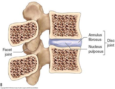Joints Of The Lumbar Spine Disc And Facet And Pelvis