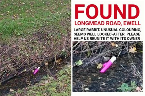 Poor Rabbit Hilarious Appeal After Vibrating Sex Toy Found In Ditch
