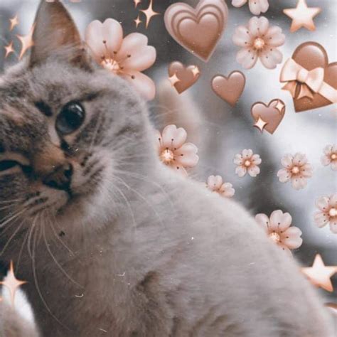 🏭 𝍤 MATCHING ICON'S - 🍡; 4O | Cat icon, Cat aesthetic, Cute cat wallpaper