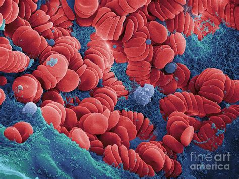 Human Red Blood Cells Sem Photograph By Ted Kinsman