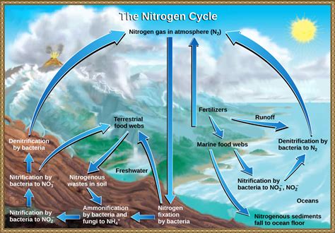 The Nitrogen Cycle Biology For Majors Ii