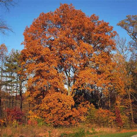 Hickory Trees