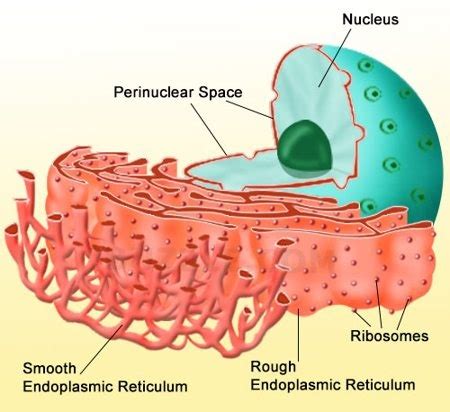 The smooth endoplasmic reticulum's function is almost exclusively to make lipids, like phospholipids and cholesterol. Human Biology Online Lab / Smooth Endoplasmic Reticulum_rabb