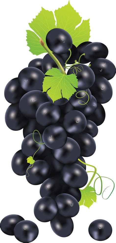 Black Grape Png Image Transparent Image Download Size 1670x3496px