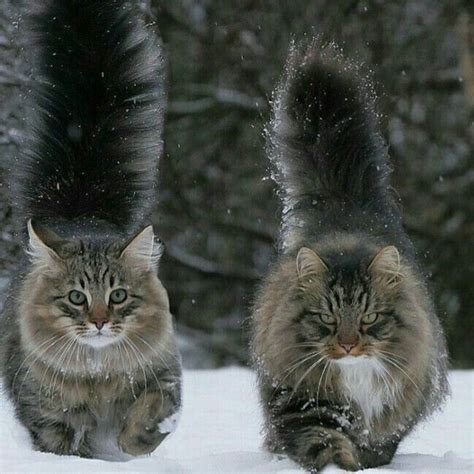 Yes Those Fluffy Tails Norwegian Forest Cat Cute