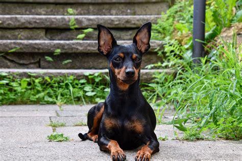 Meet The Mini Doberman Ideal Pets For Small Homes