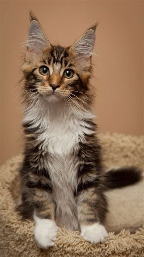 17 Best Images About Cat Breeds On Pinterest Hypoallergenic Cats