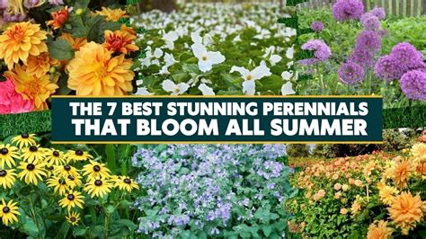 The 7 Best Stunning Perennials That Bloom All Summer 🌱 🌿 Youtube