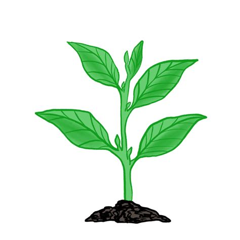 Building Raised Bed Gardens in Louisville, KY – Online Courses