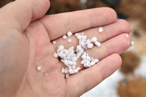 Snow Pellets Graupel Or Soft Hail On The Ground Form Of Precipitation