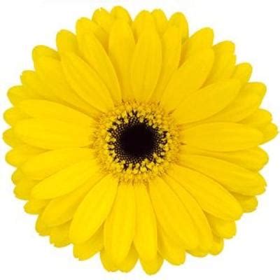 Unbeatable prices · larger plants & trees · online since 2002 Sunny yellow gerb with black center | Gerbera flower ...