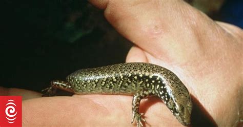 Critter Of The Week Whittakers Skink Rnz