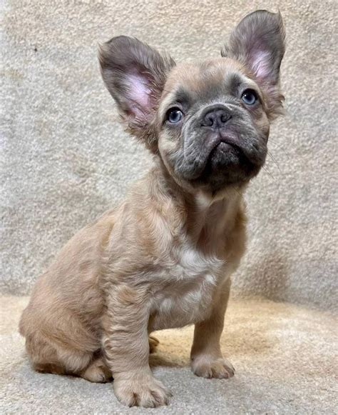 French Fluffy Bulldog Puppies For Sale From Frenchie Joy