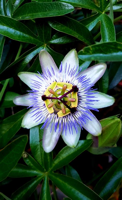 First Bloom Of The Season Blue Passion Flower Plants