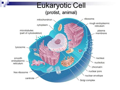 Fungi, protozoa, algae, plants, and animals are composed of eukaryotic cells. 35 Diagram Of A Eukaryotic Cell - Wiring Diagram List