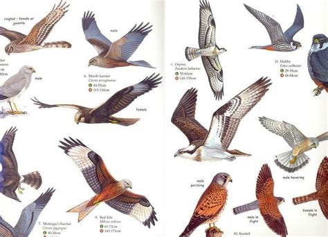 Bird Of Prey Identification Chart Guide Animals Birds Charts Birds Of