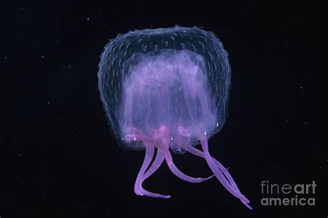 Hawaii Pink Jellyfish Black Background Photograph By Dave Fleetham