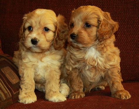 Cockapoo of excellence is located in wisconsin with nationwide shipping or pick up available. sibling cockapoo puppies : Puppies for Sale : Dogs for ...