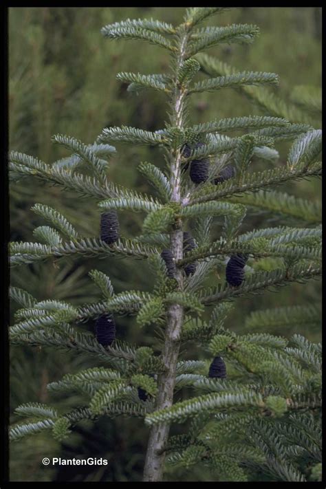 As time went on, he abandoned his ambitions to rule earth and. Abies koreana 'Piccolo' | Groeninfo.com