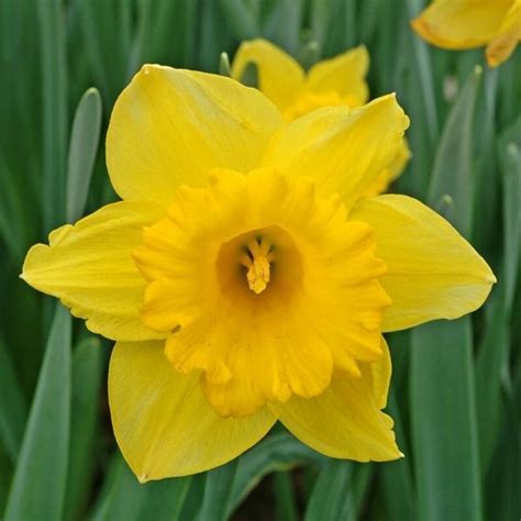 Dutch Master Daffodil From An Online Nursery