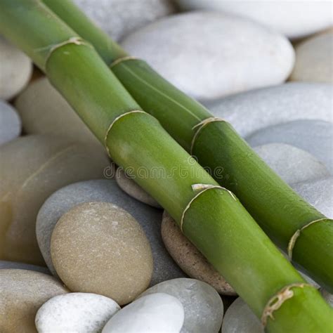 Green Bamboo Leaf On Pebble Stock Image Image Of Grey Water 138097495