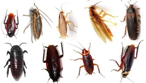 Common Types Of Cockroaches Species In The Us Identification Tips