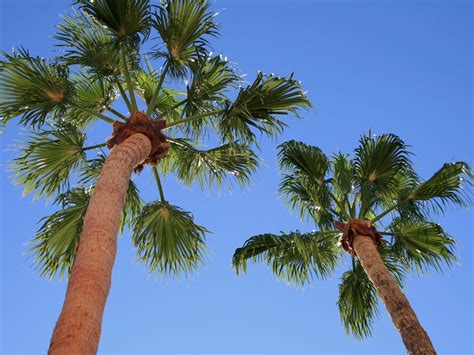 Tall Fan Palms Free Stock Photo Public Domain Pictures