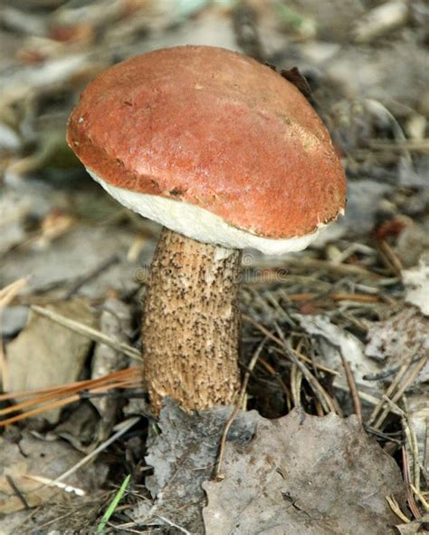 Brown Birch Boletus Mushroom On The Forest Floor Close Up View Stock