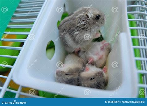 Baby Winter White Hamsters Stock Image Image Of Grey 86358869