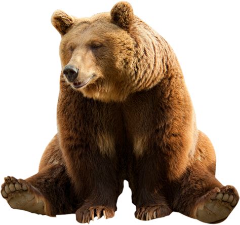 Brown Bear Png Clipart Bear Clipart Png Free Transparent Png Images
